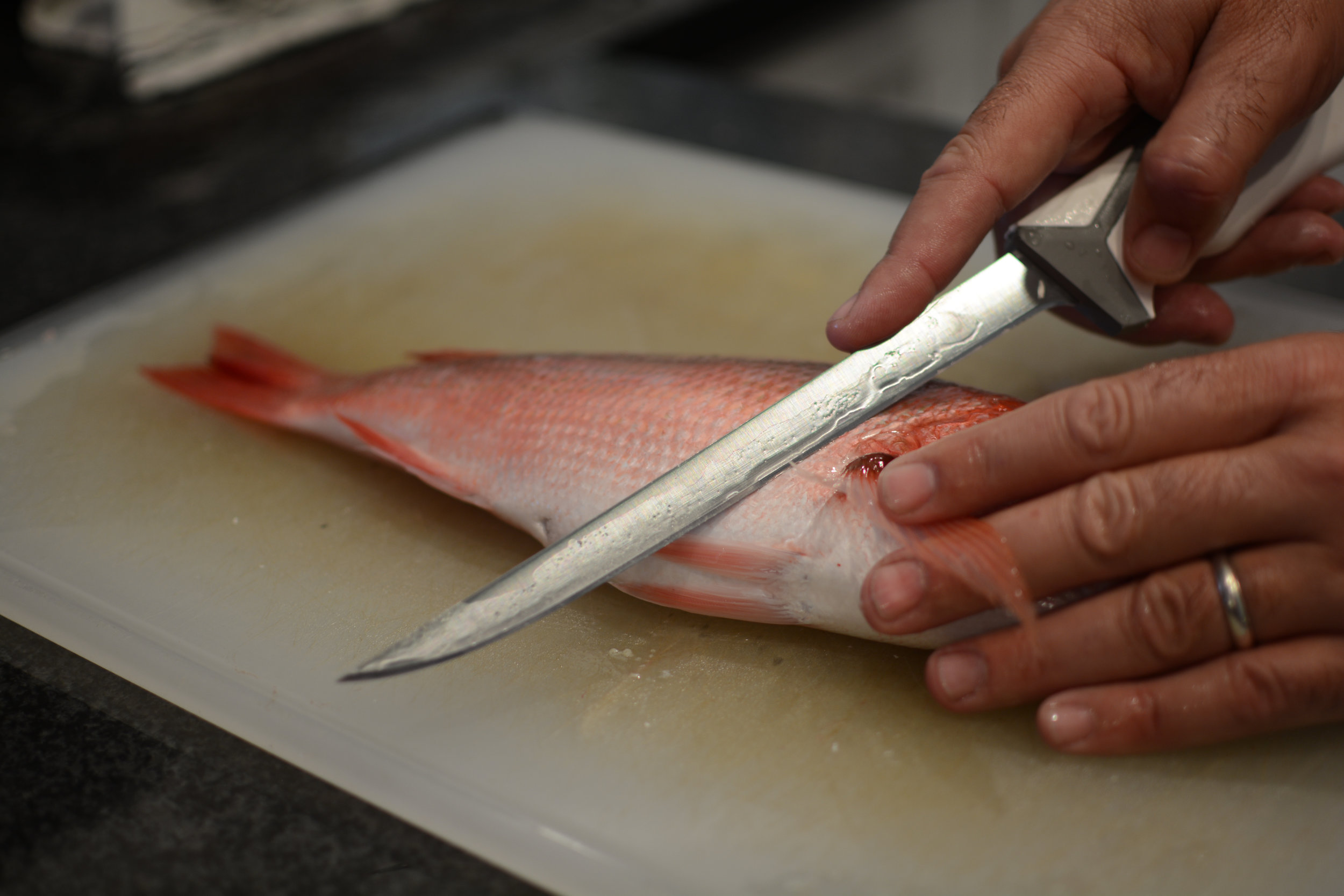 https://images.squarespace-cdn.com/content/v1/592d85f8ebbd1a5fd1a38c4b/1506021728600-TNVGH39QVP5NPCCJAEWV/red+snapper+fillet+tutorial