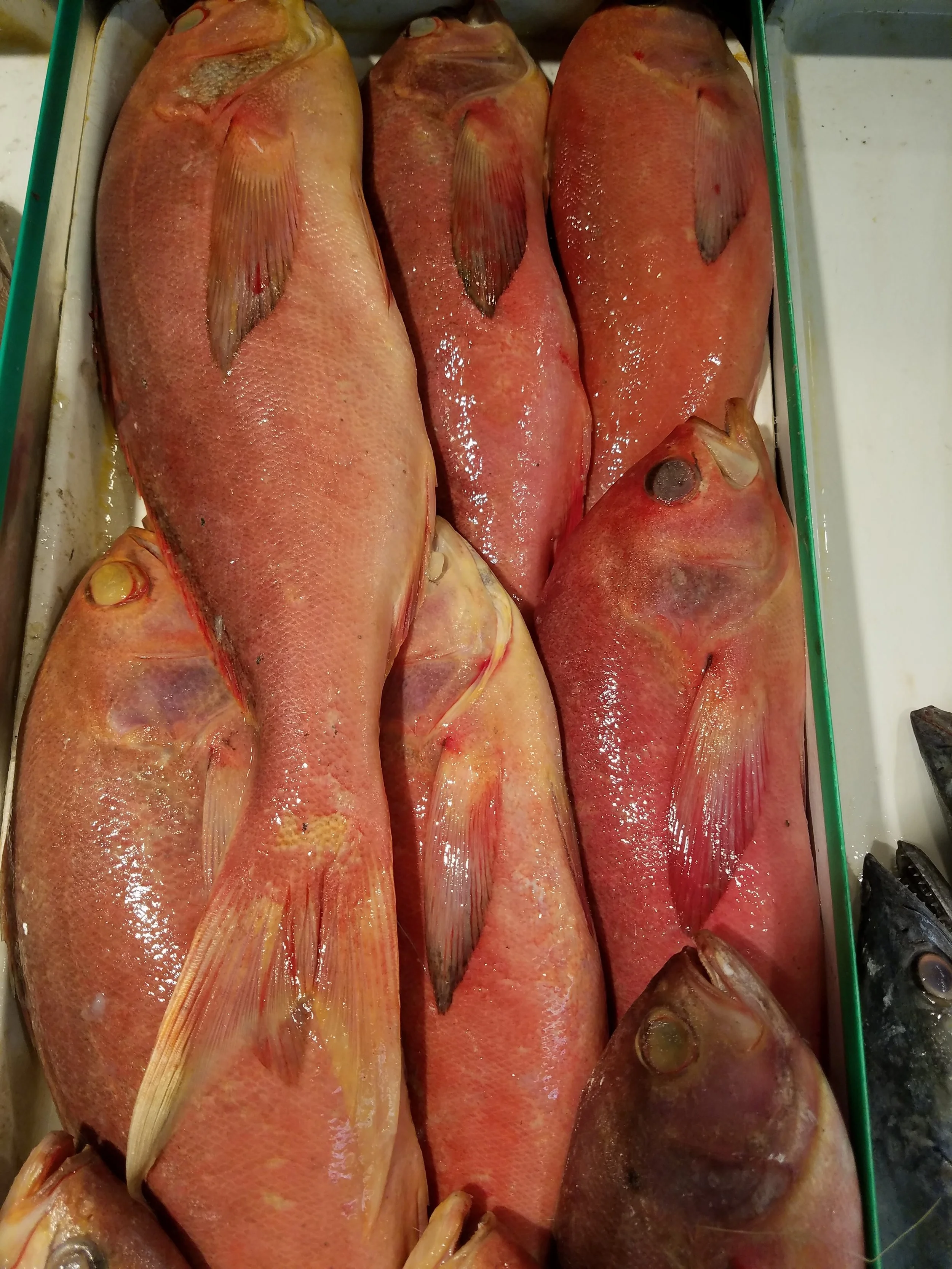 Note the eyes are not glossy or clear. These fish are definitely not recommended!!