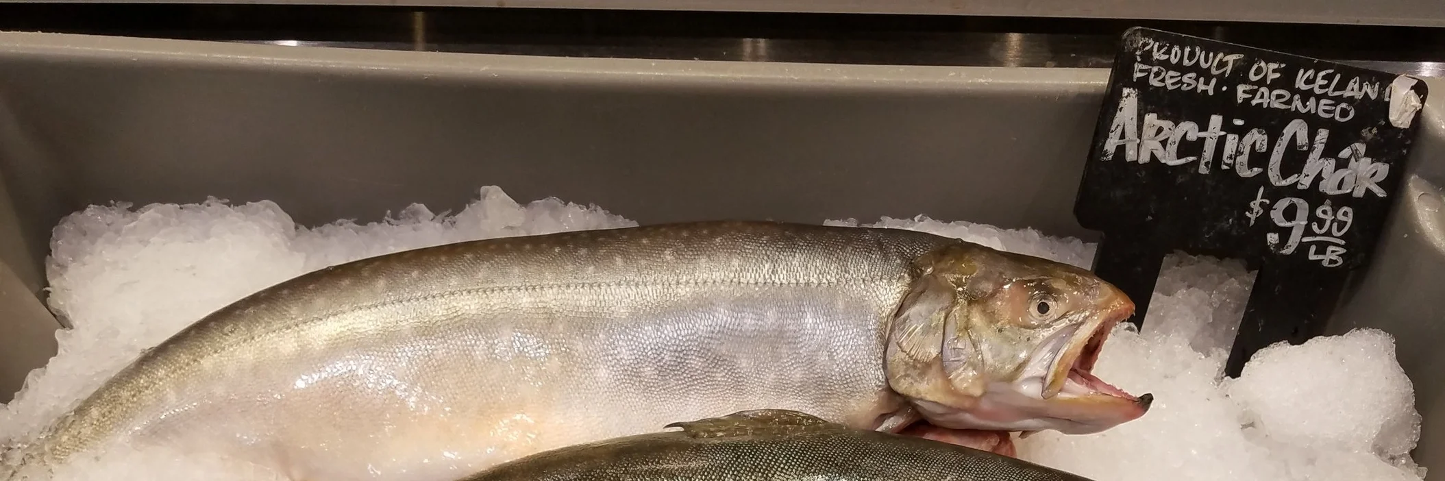 Arctic Char.jpg