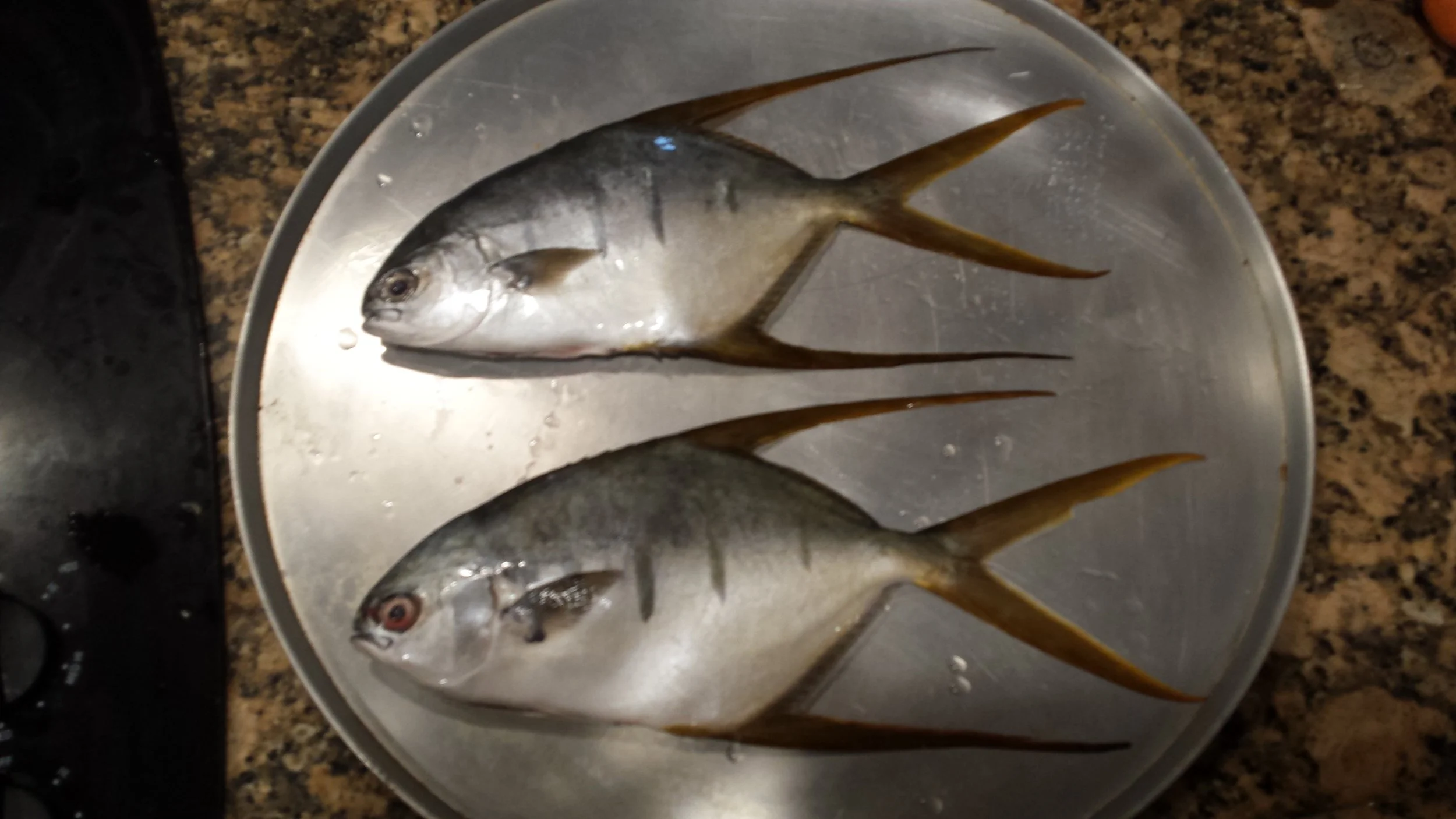 Longfin Pompano.jpg