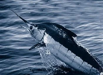 NOAA Gardieff S. (2003). Atlantic Blue Marlin . Florida Museum of Natural History .