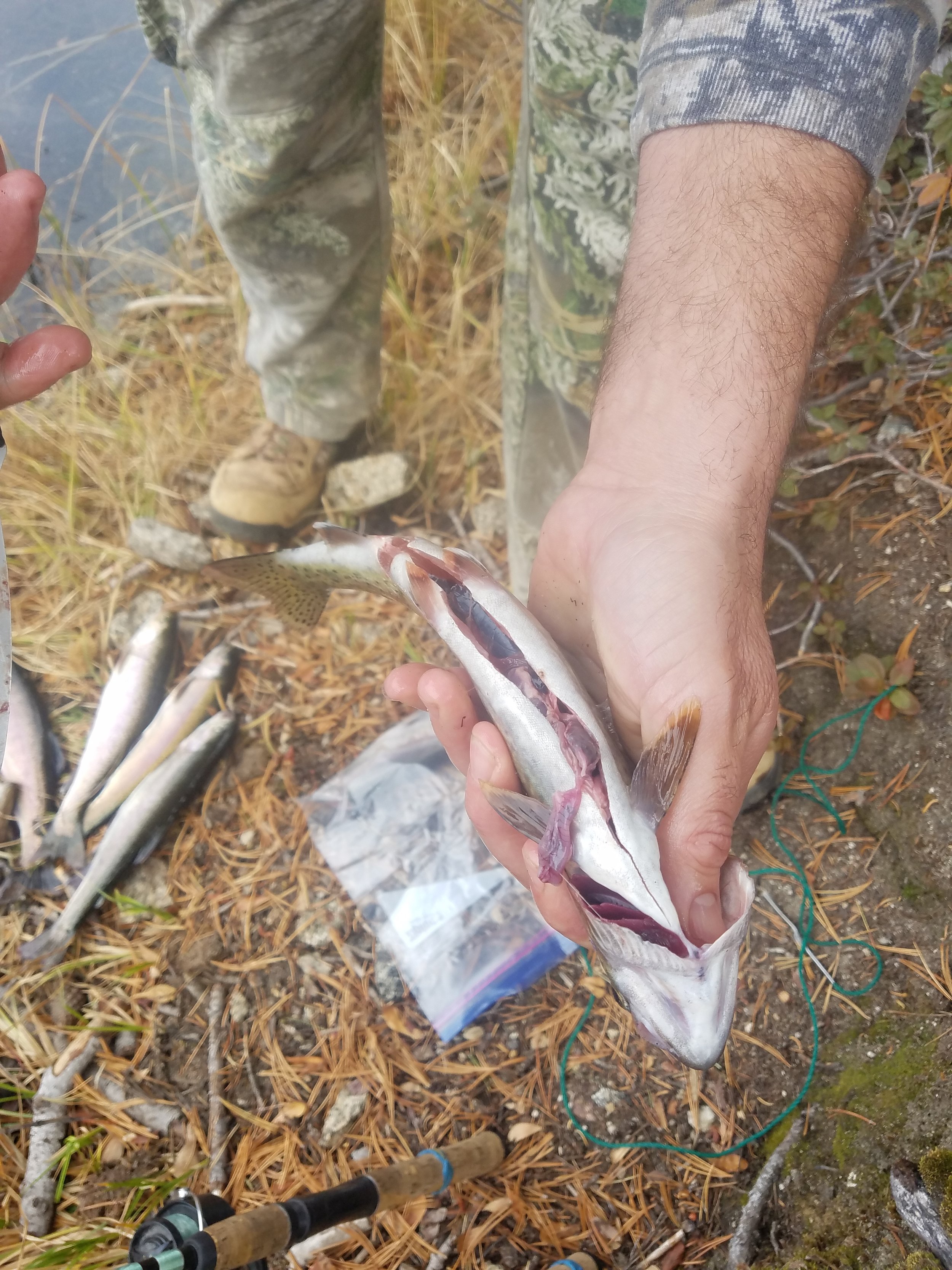 CLEANING A TROUT — SEAFOOD SHERPA