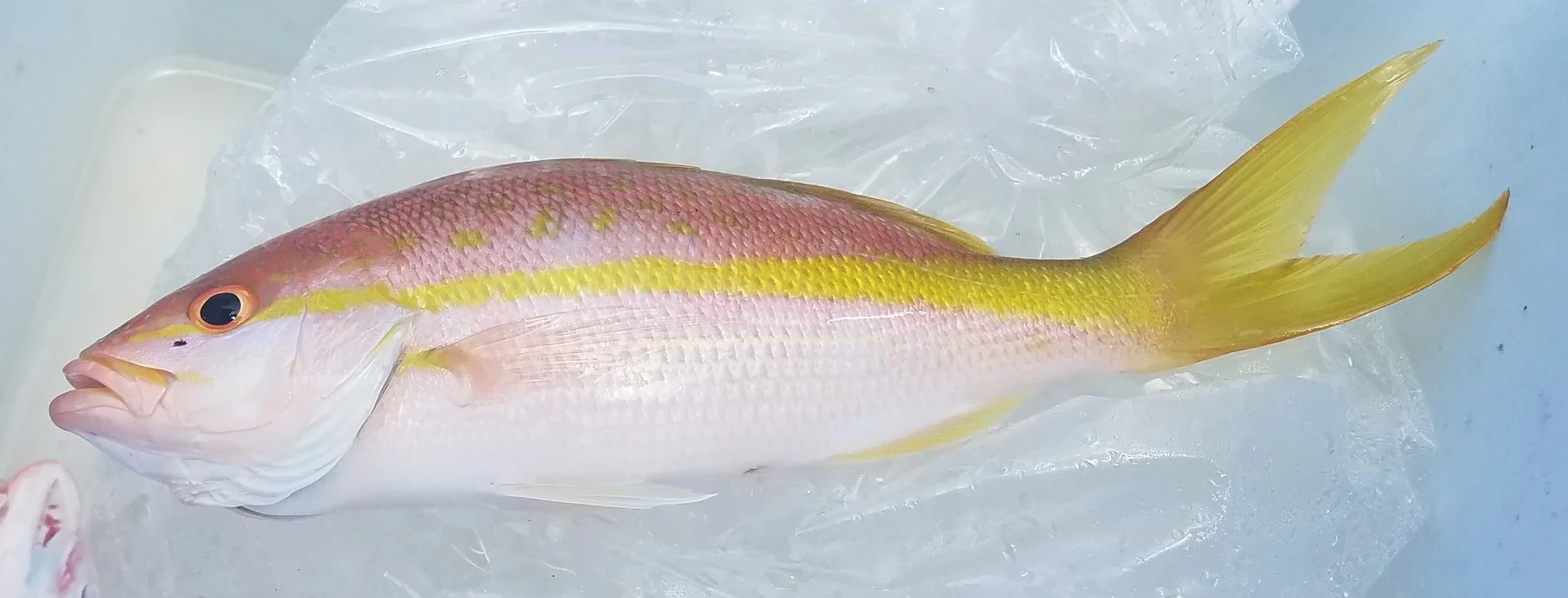 Yellowtail snapper.jpg