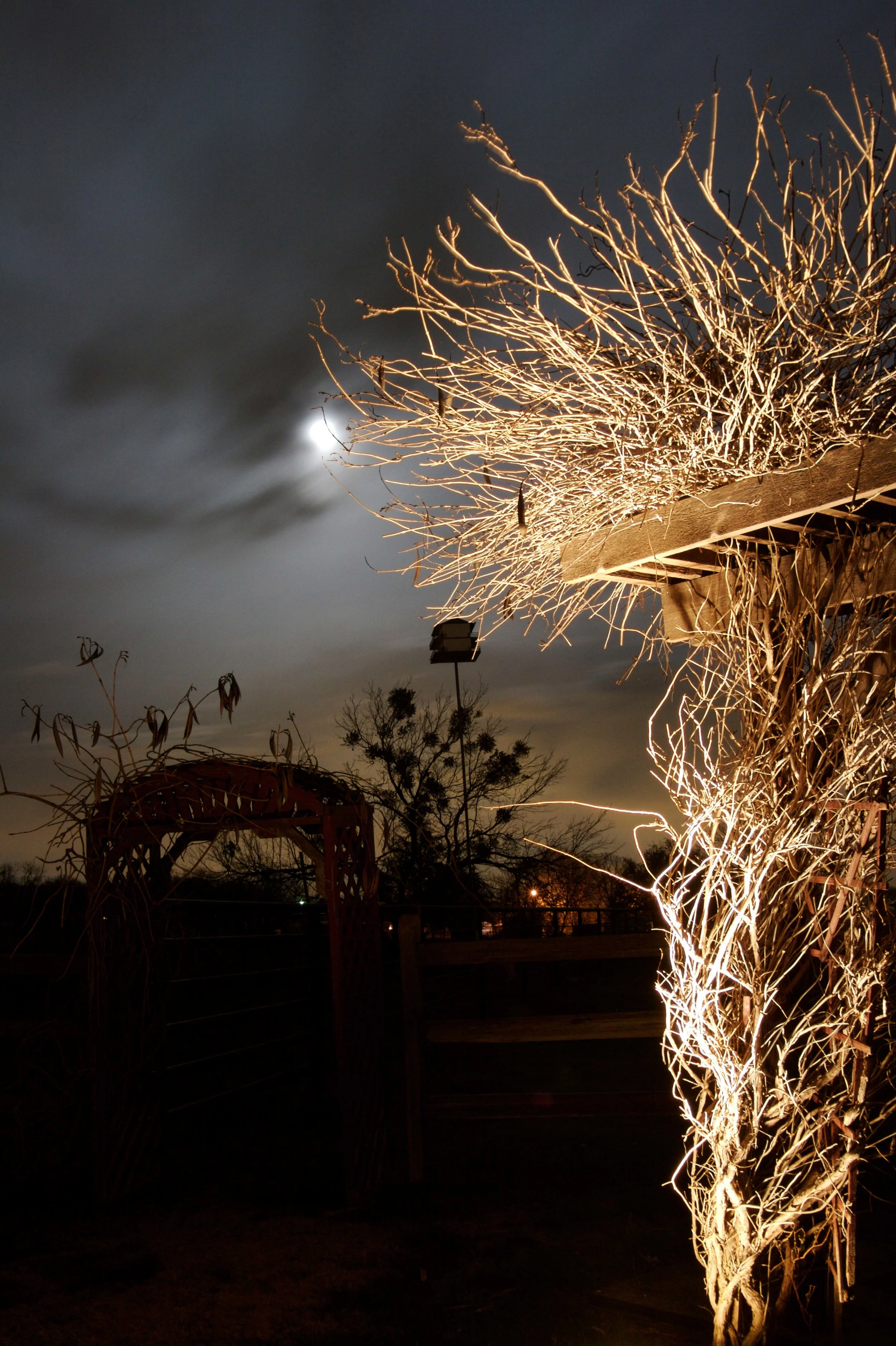 wire tree web.jpg
