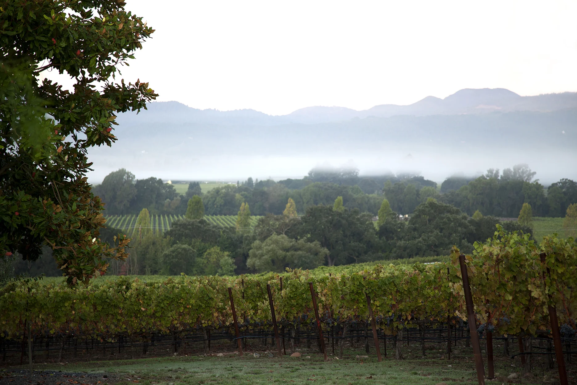 Napa_01S.jpg