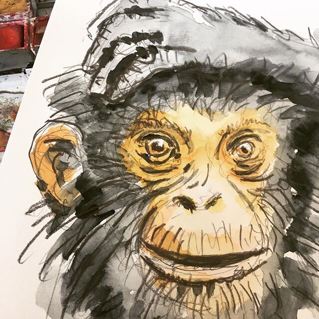 Eigentlich wollte ich nur einen Zoogutschein malen... #stattlab #aquarell #chimpanzee