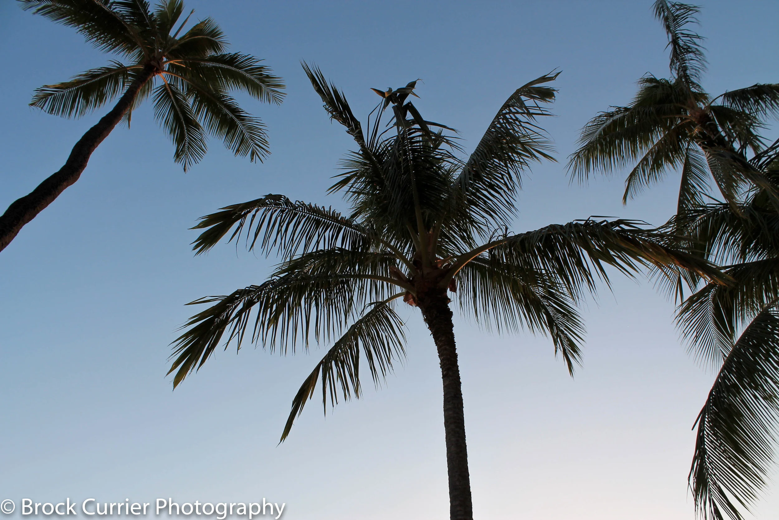 Waikiki Beach, Oahu