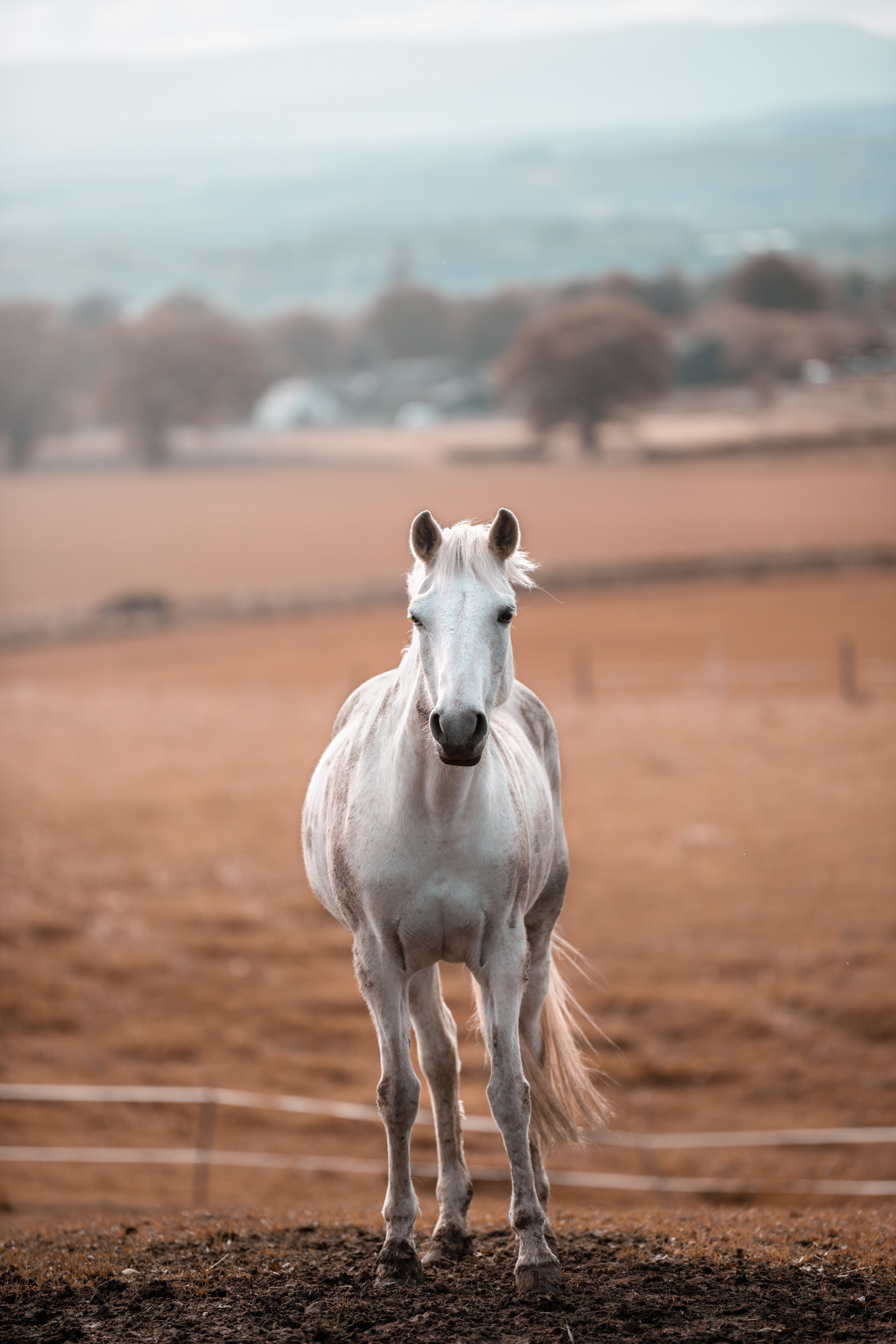 White_Horse.jpg