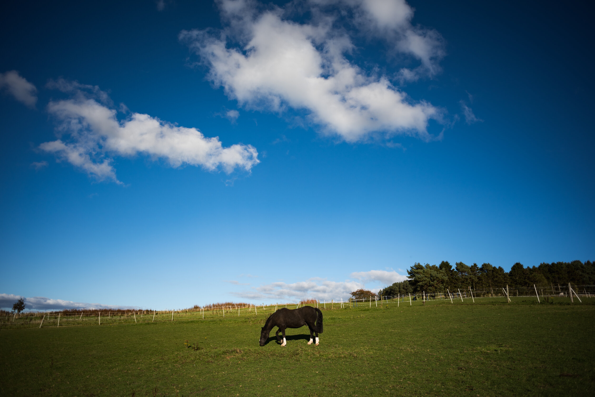 Horse_Field_Blue_Sky_Scotland.jpg