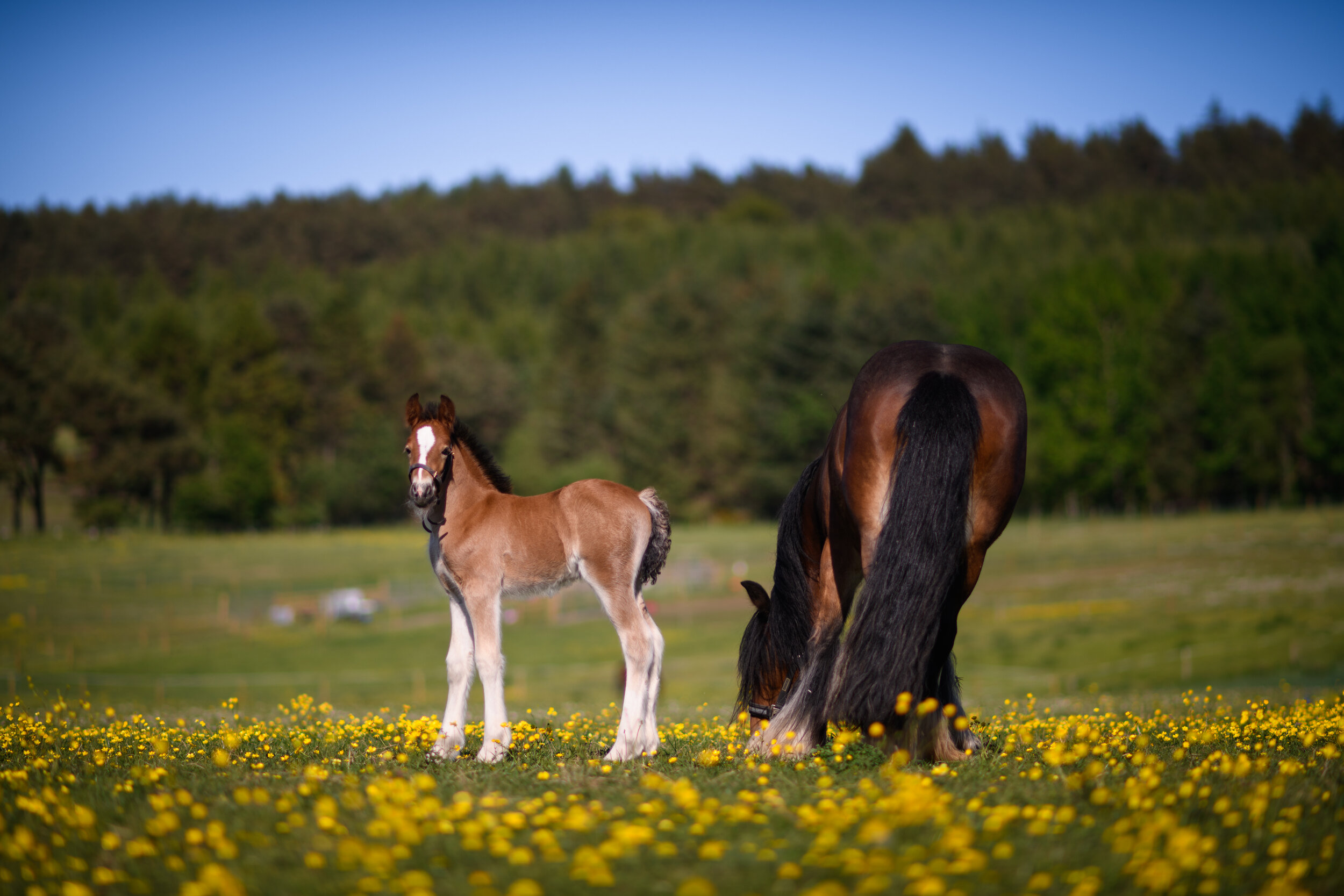 Foal_Horse_Scotland.jpg
