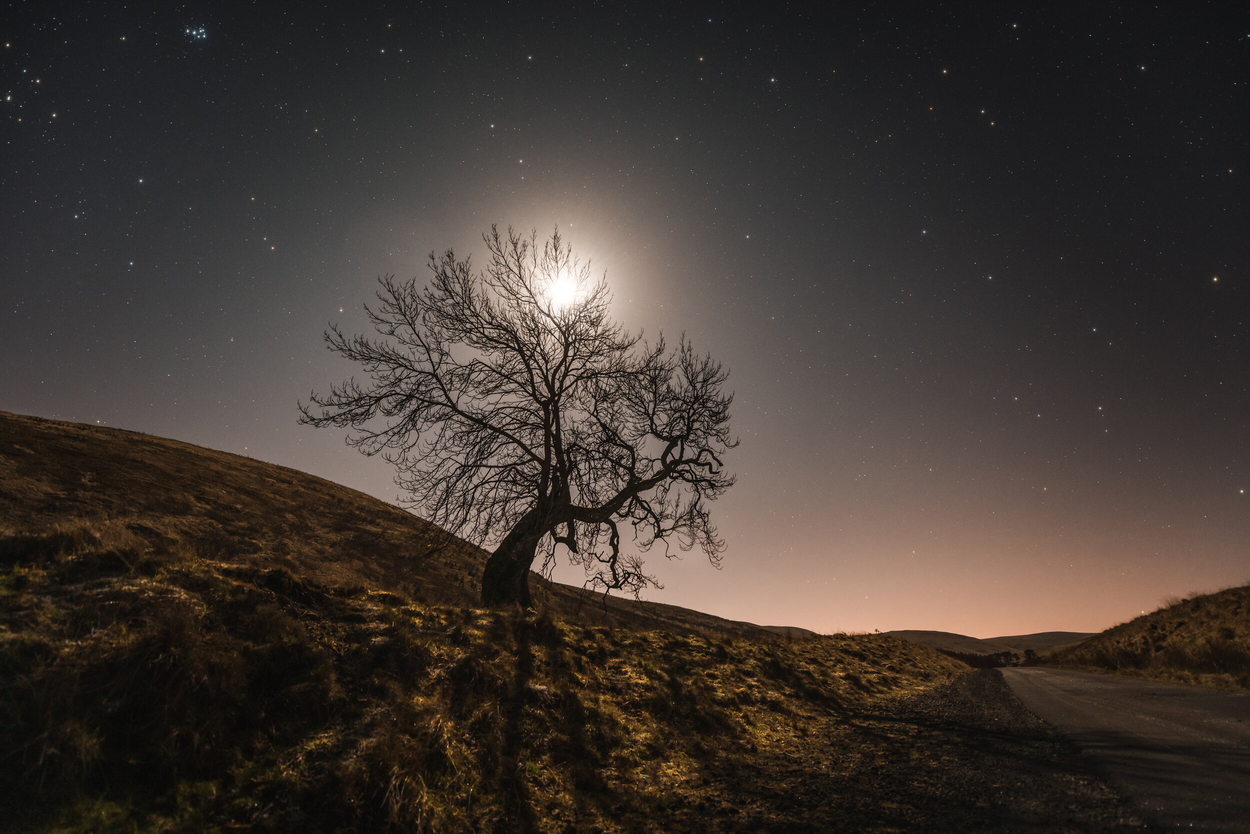 Frandy_Tree_Moonlight_Scotland.JPG