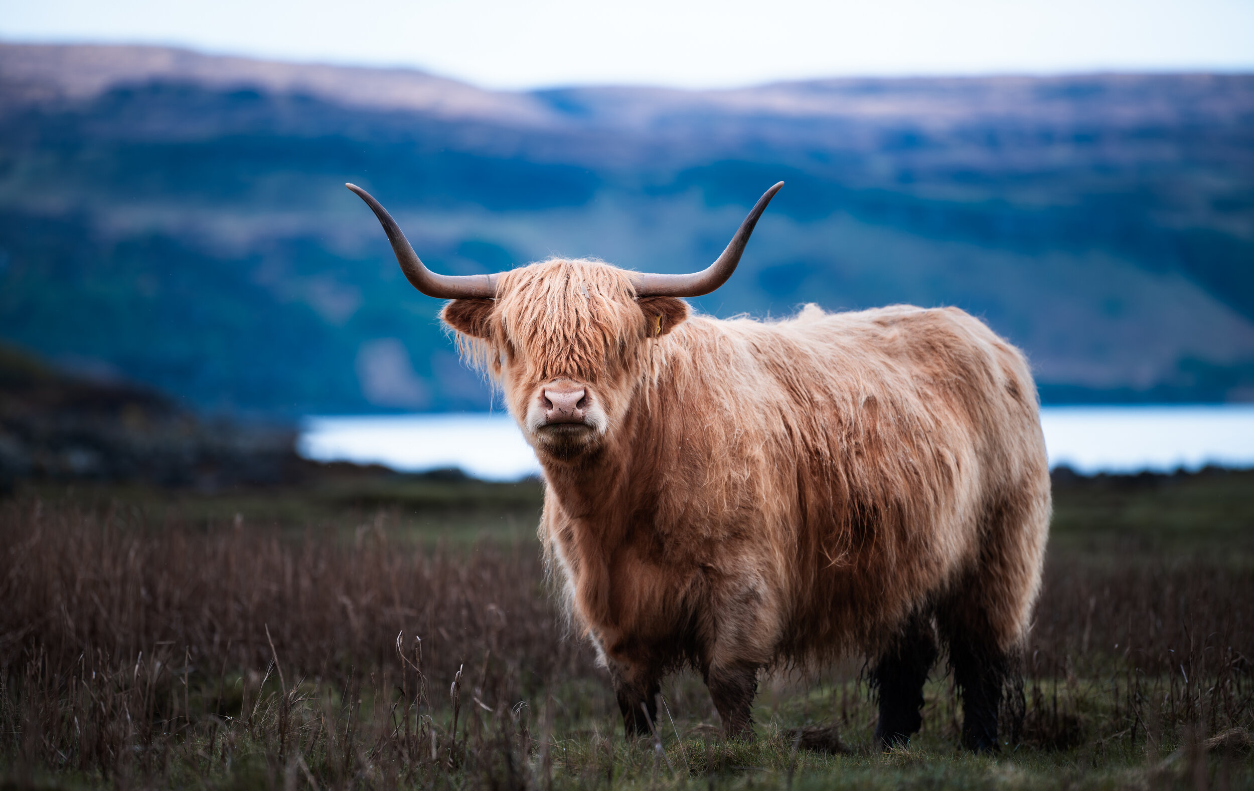 Highland_Cow_Scottish_Highlands.JPG