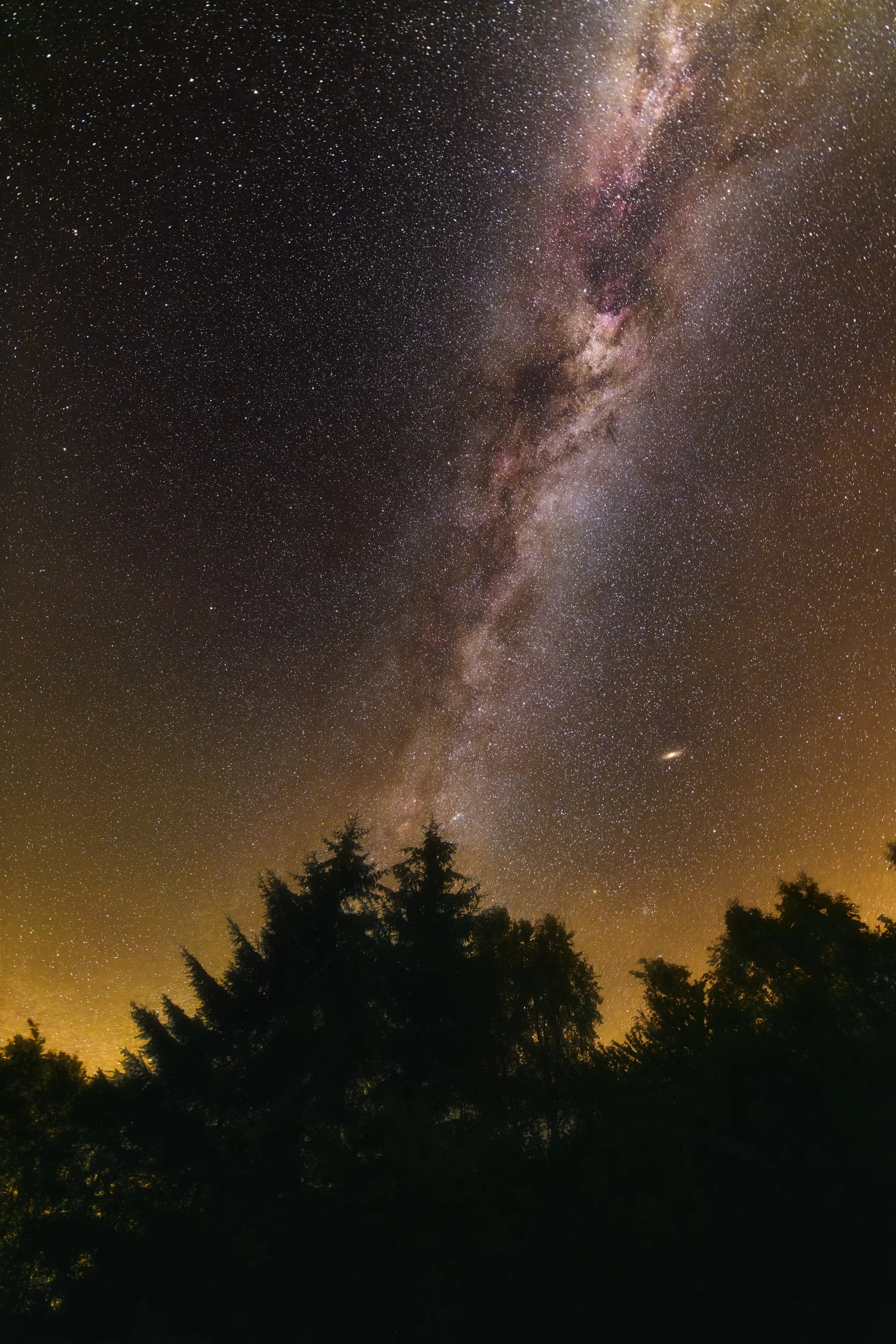 Milky Way over Forest_web.JPG