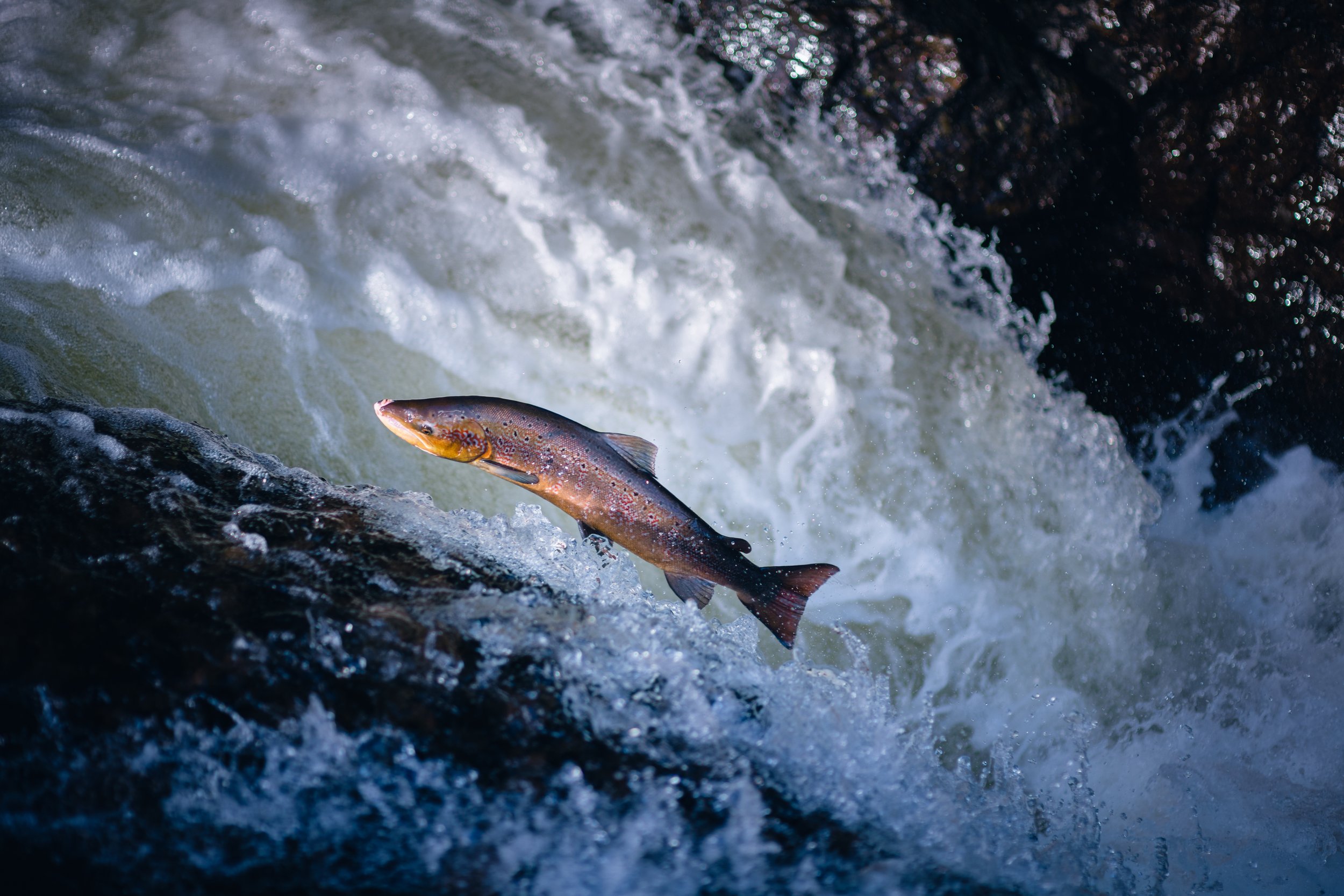 Salmon_Buchanty_spout_Scotland.JPG