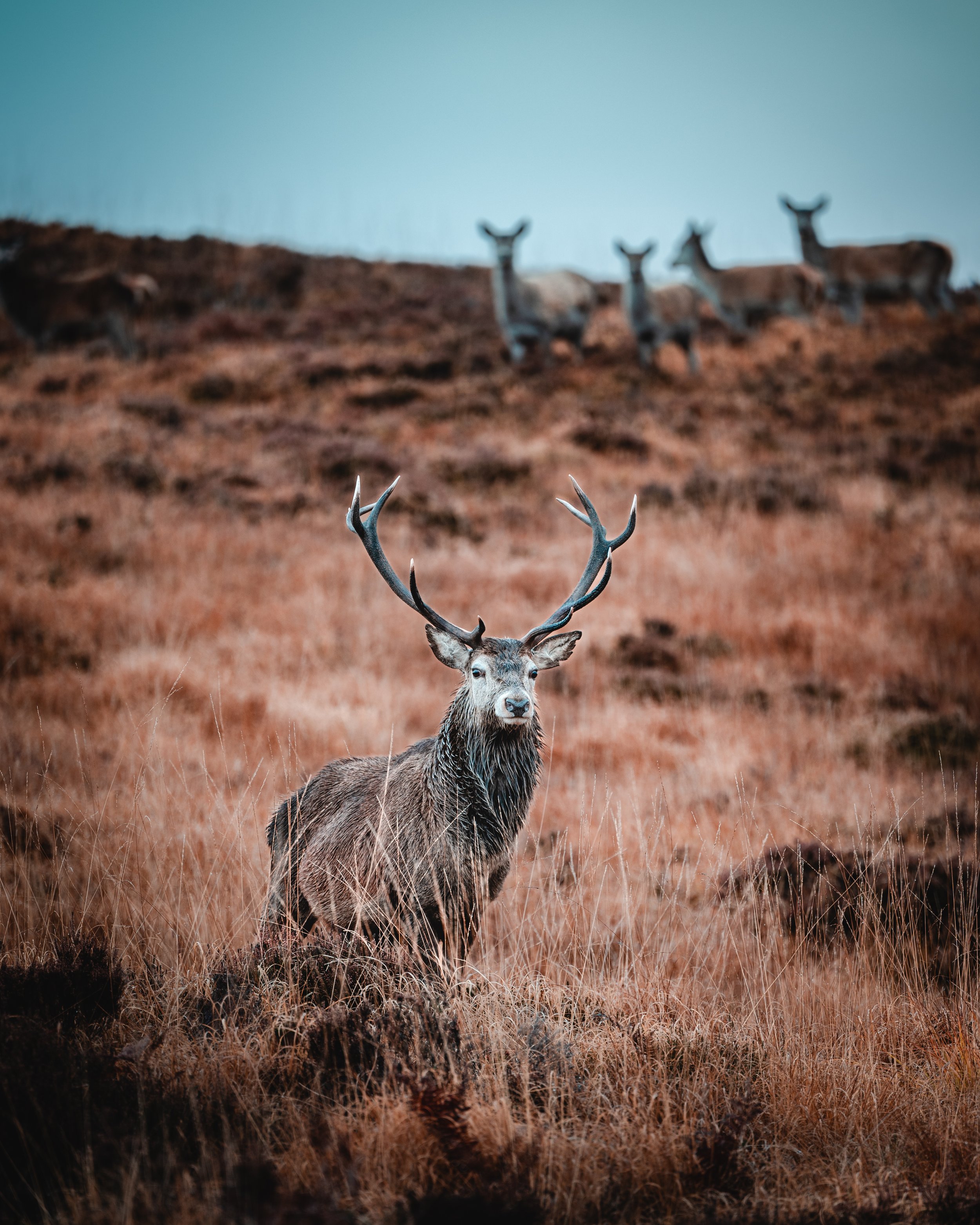 Highland_Stag_Scotland.JPG