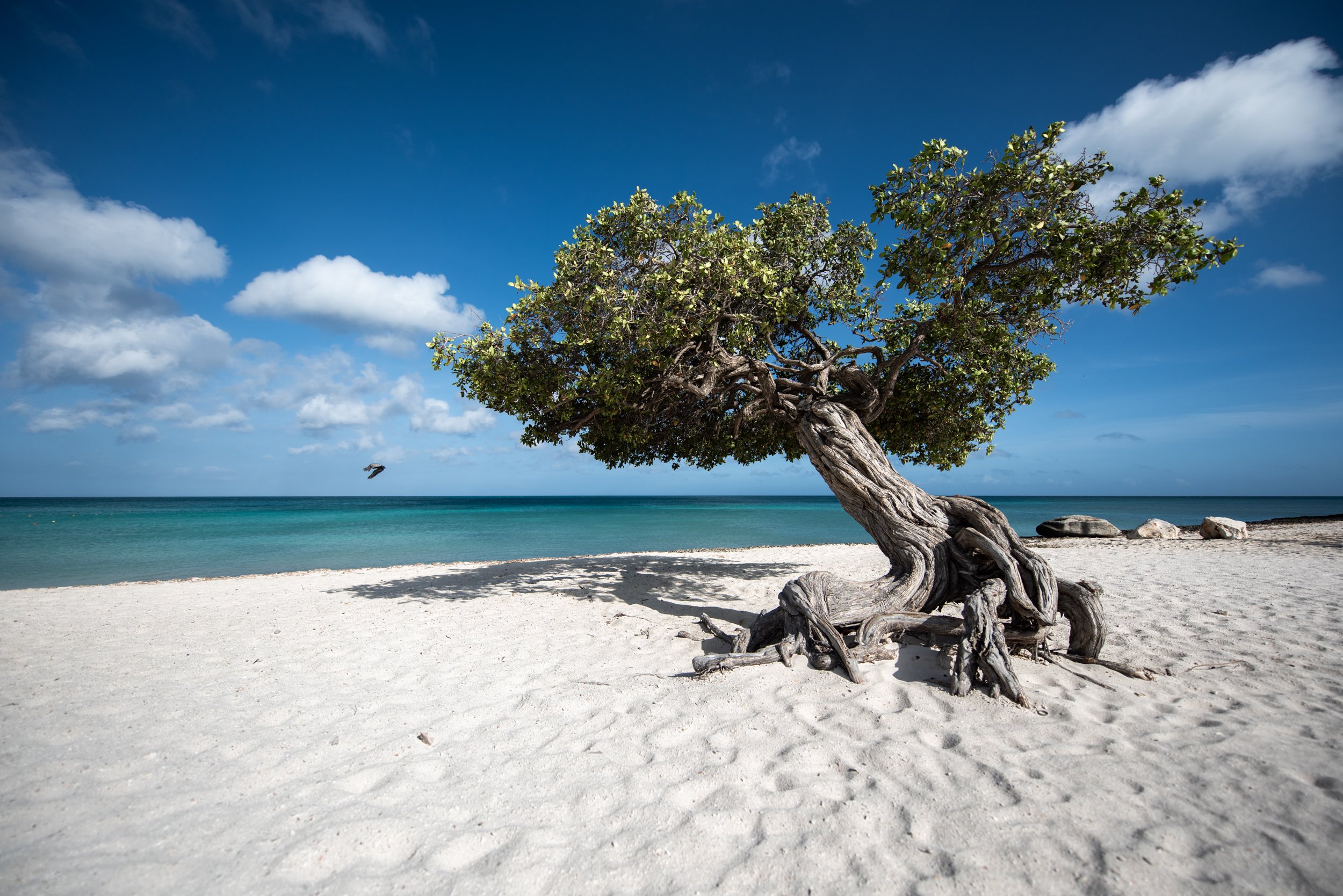 Aruba_Caribbean_Divi_Divi_Fototi_Tree.JPG