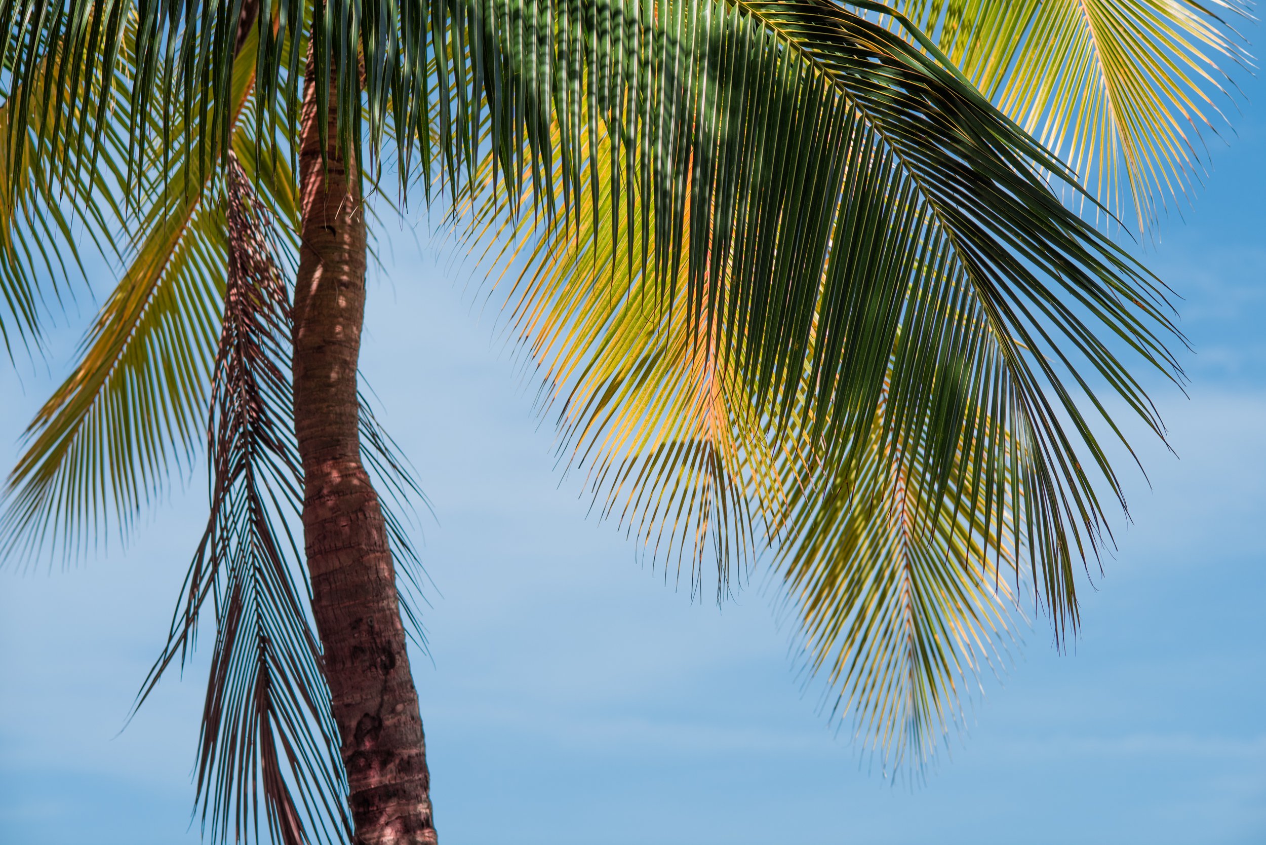 Caribbean_Palm_Tree.JPG