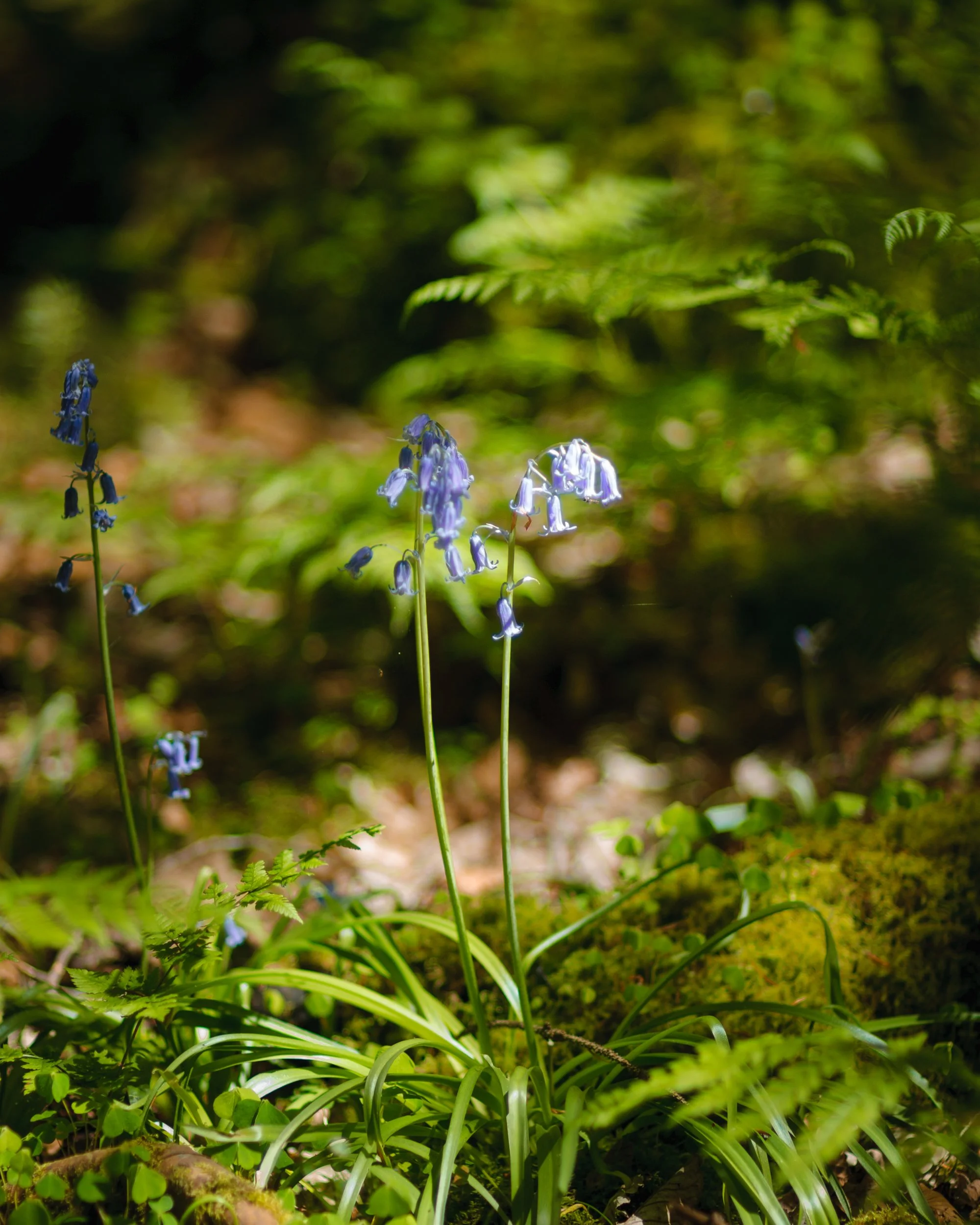 Bluebells.JPG