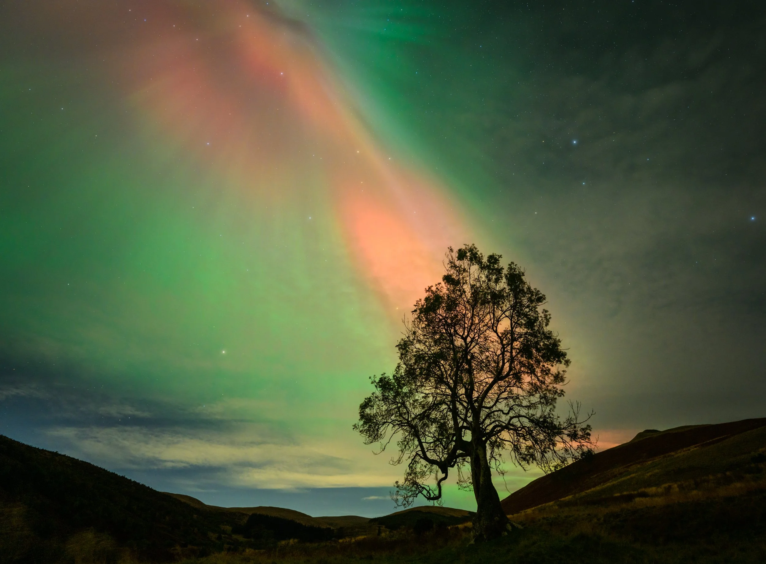 Frandy_Tree_Aurora_Scotland.JPG
