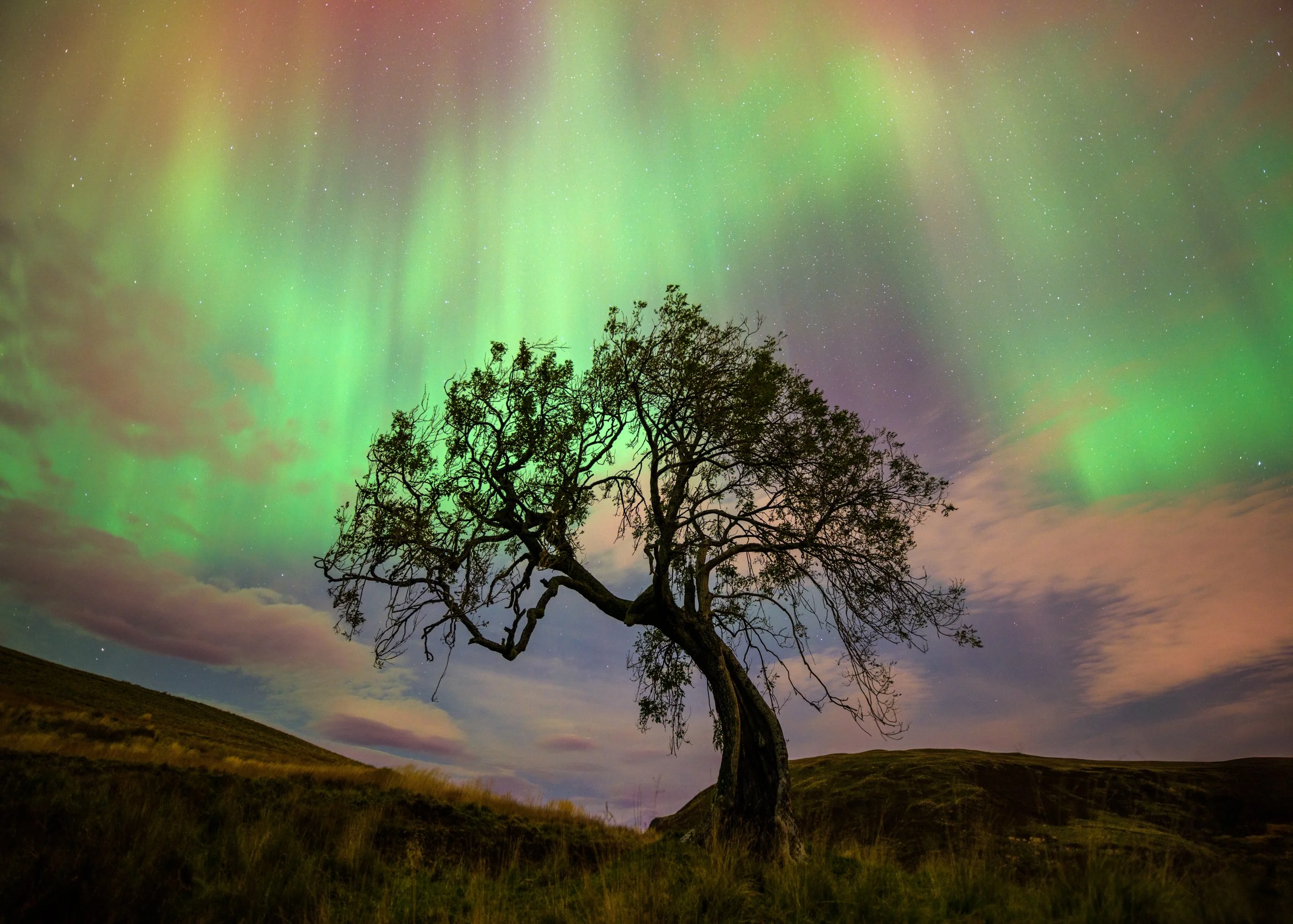 Frandy Tree Test_web.JPG