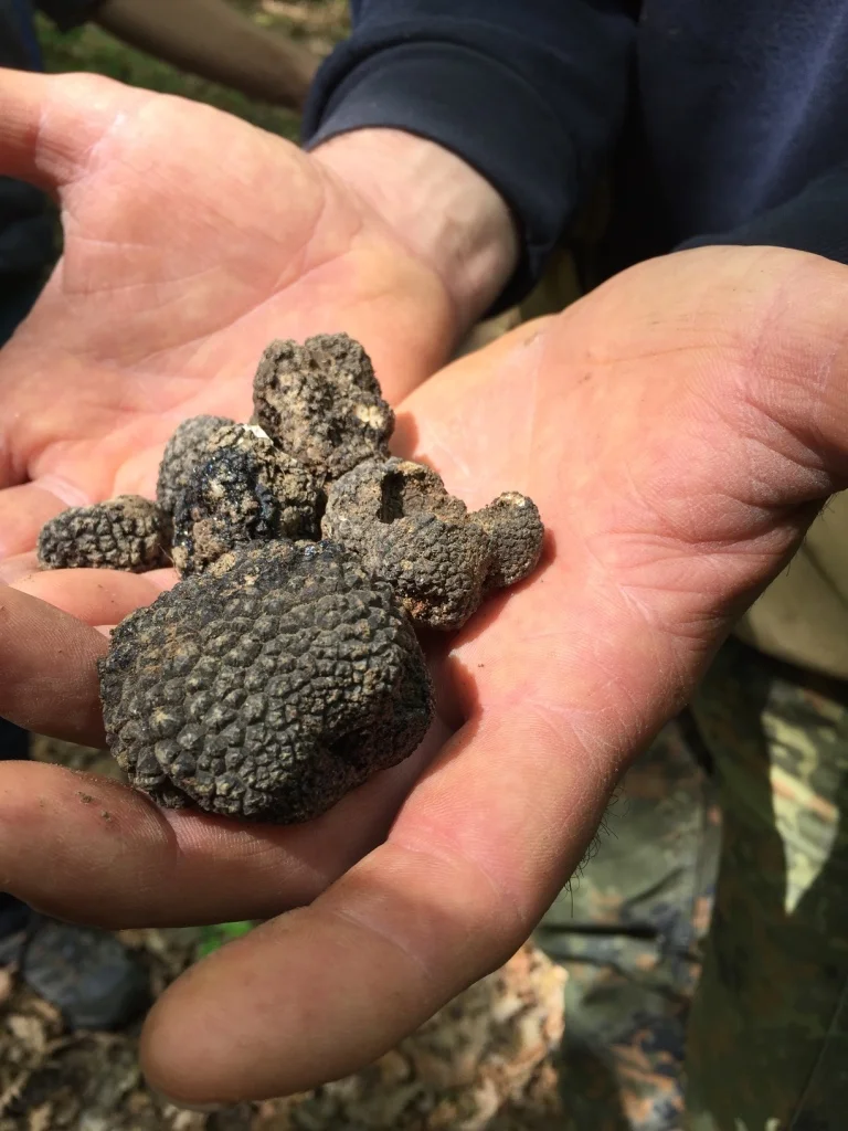 truffles.jpg