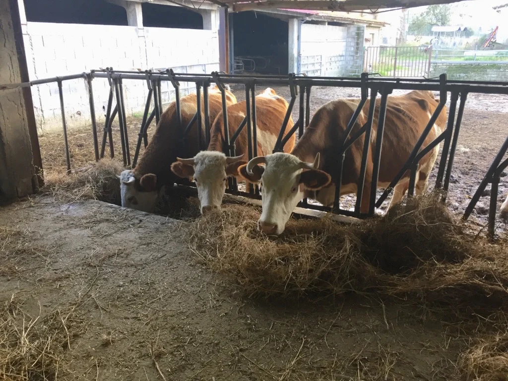 farm-activity-il-tesoro.jpg