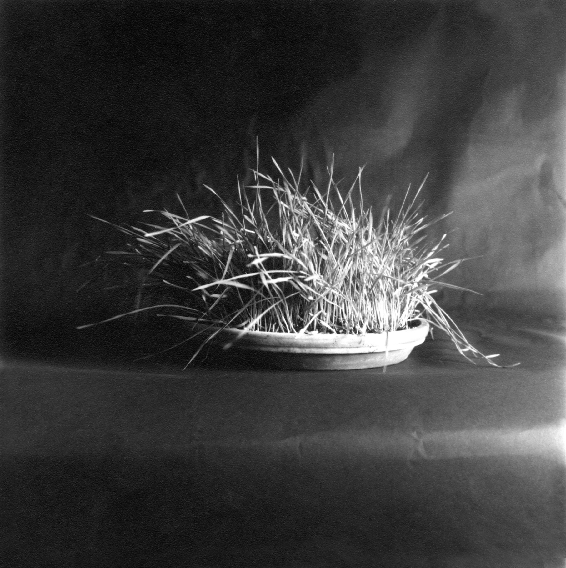 Plant Life. Wheat Grass.27