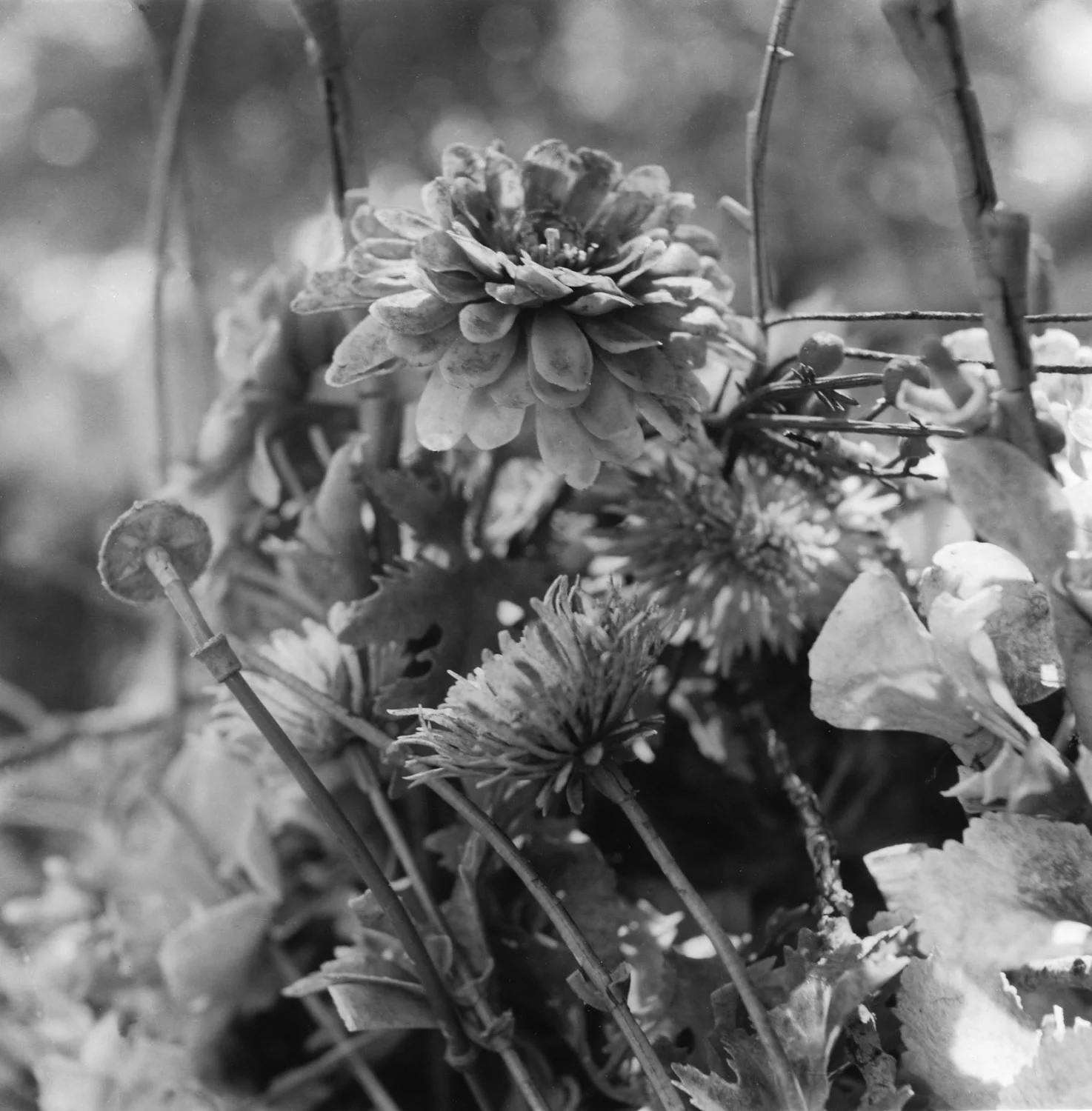 Flowers, Holyland USA.03