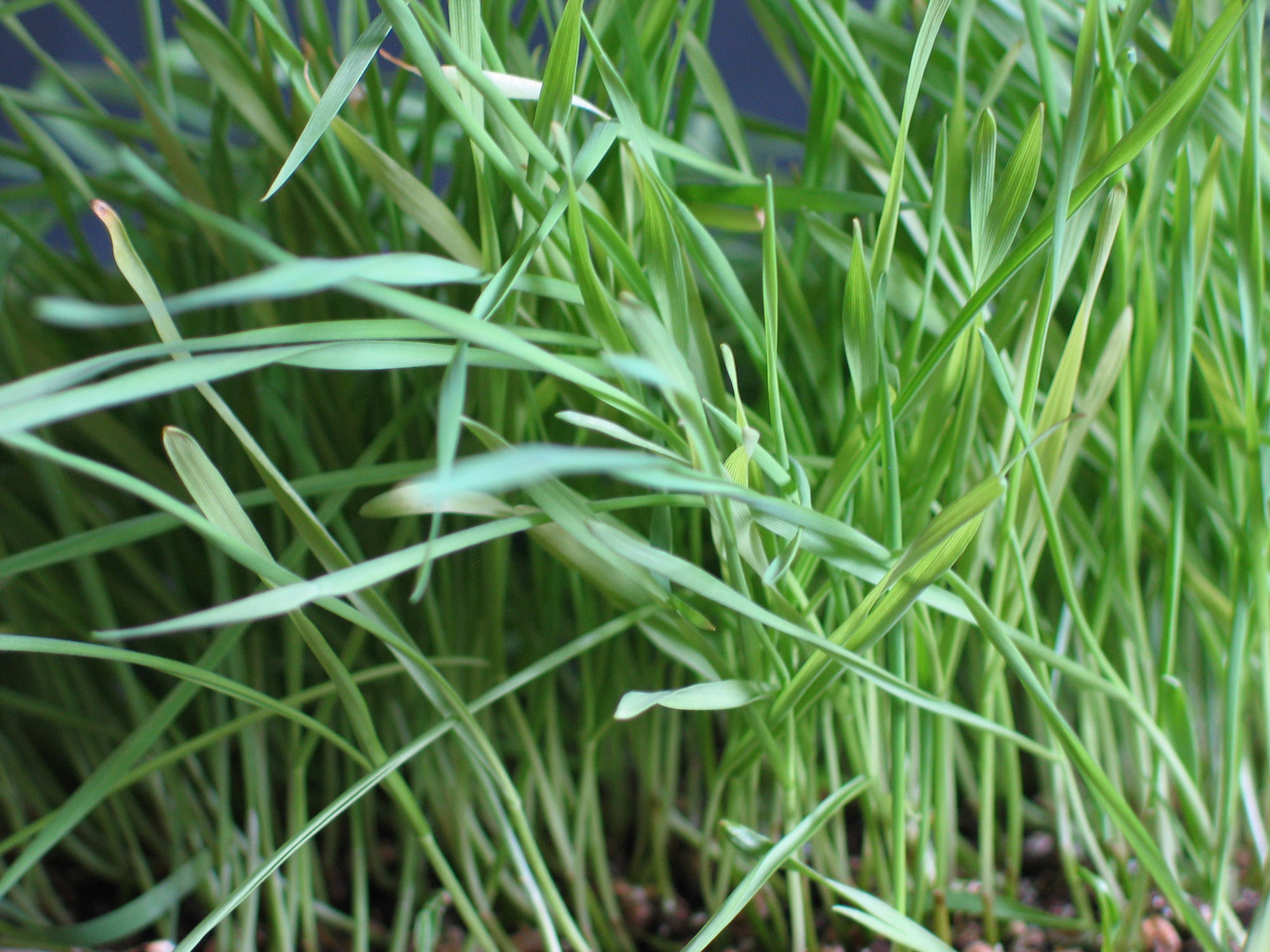Plant Life.Wheat Grass.30