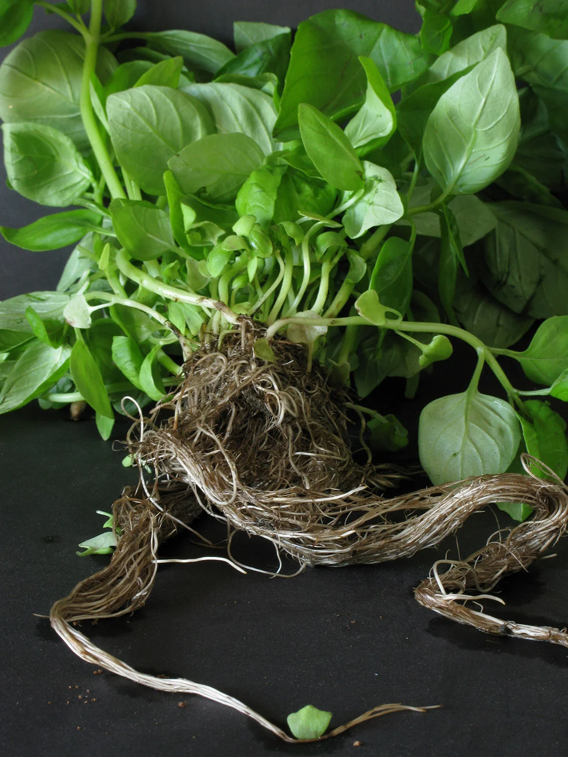 Plant Life.Basil.77