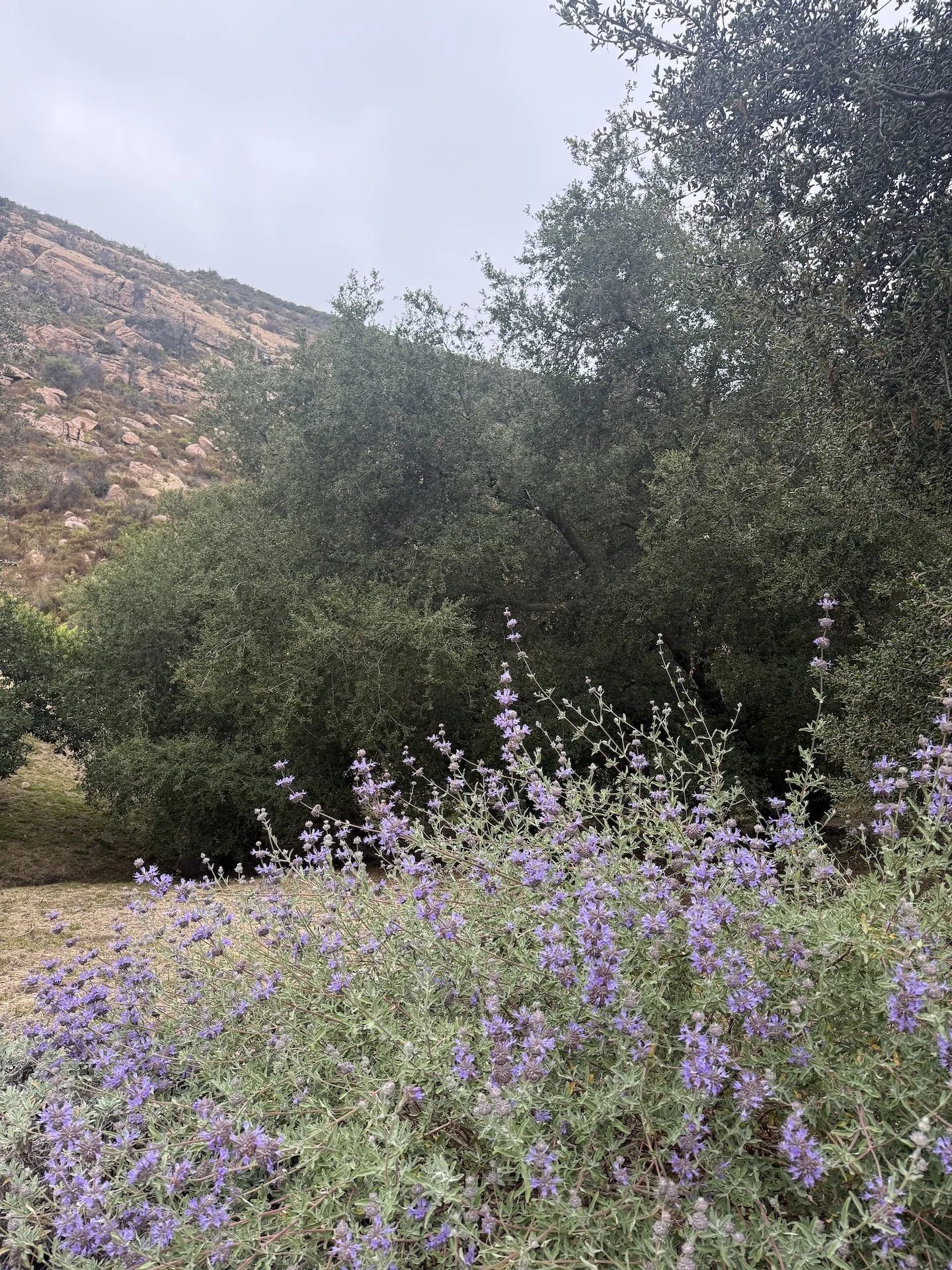 DrydenHelgoe_TunaCanyon_03.jpeg