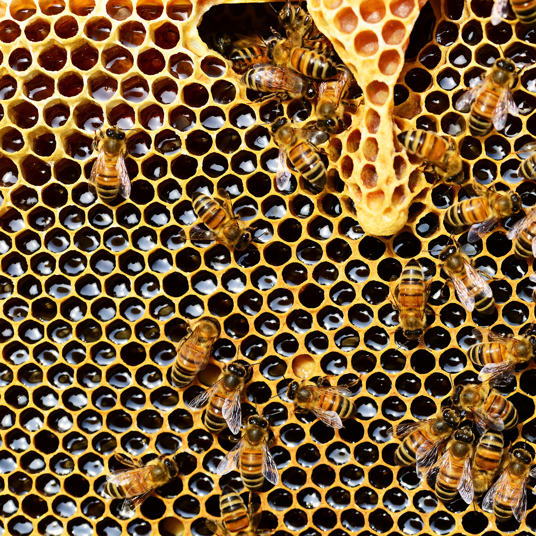 Honeycomb (1).jpg