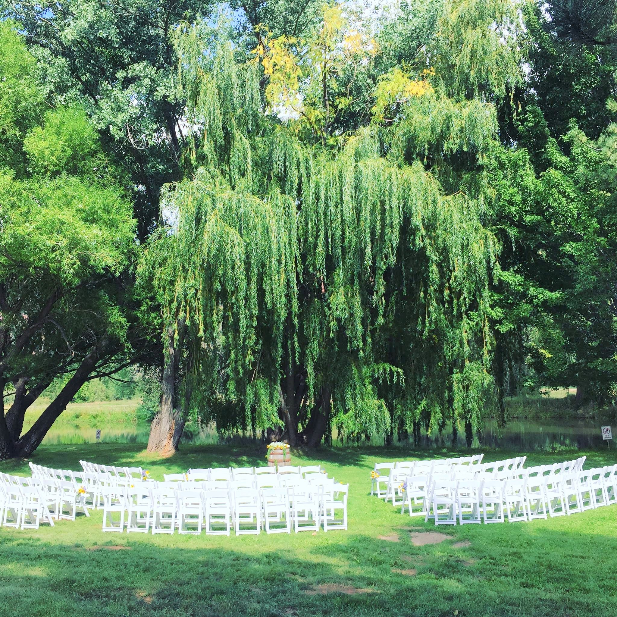 willow_tree_1.jpg