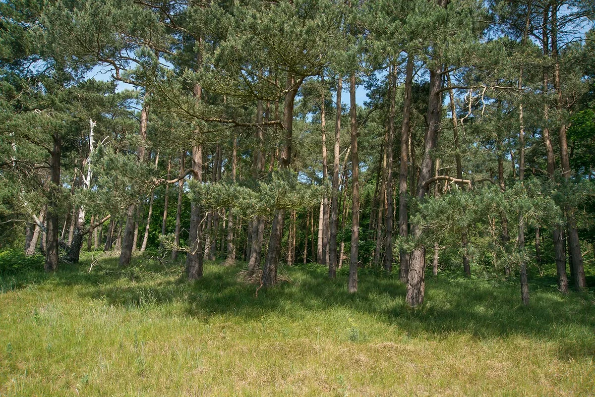 house-grounds12.jpg