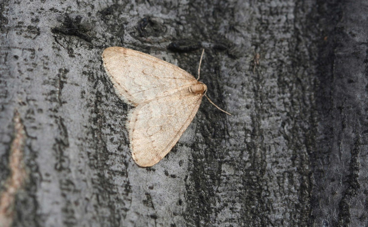 Winter moth adults emerge to mate in late fall through early winter.
