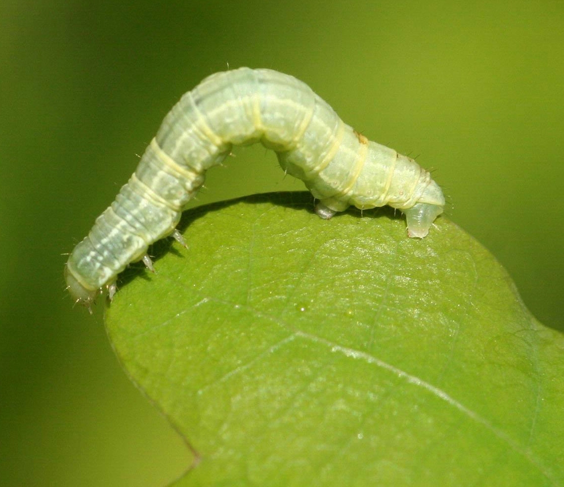 Winter moth larvae resemble inchworms. Image: bugwood.org