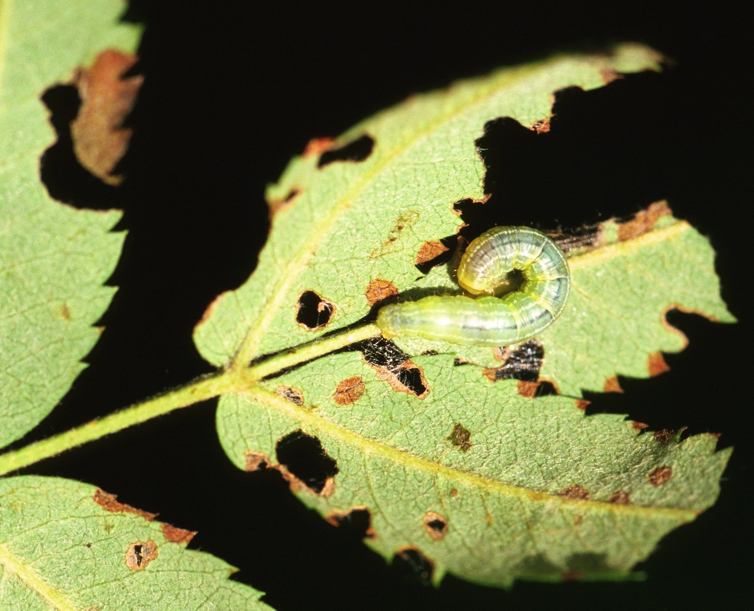 Winter moth is an invasive pest that feed on a wide variety of deciduous hosts. Image: bugwood.org