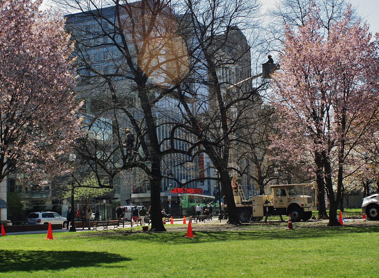 BTSE arborists providing needed tree care services at Boston Common.