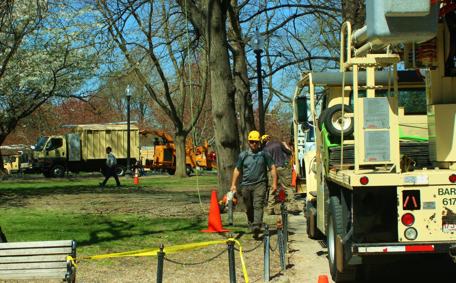 BTSE joined forces with other professional arborists to help care for public trees throughout Massachusetts