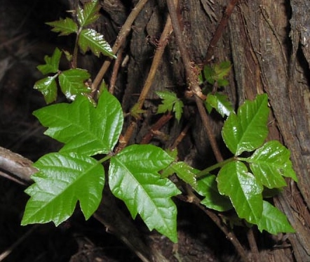 Poison ivy is generally identified by shiny three leaves and varies from low growing plants to large woody climbing vines.