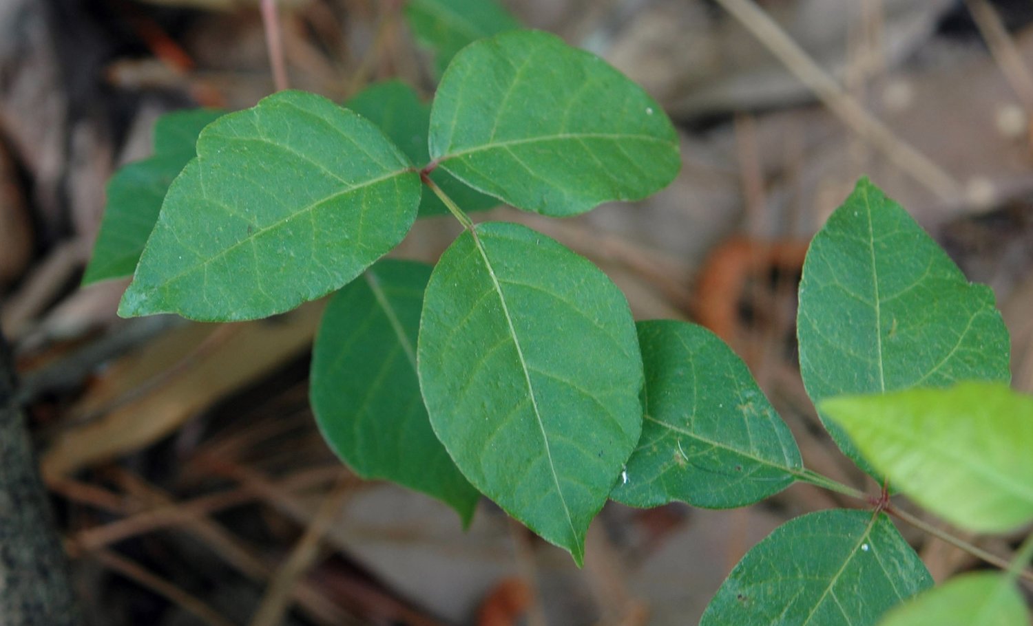 Poison Ivy