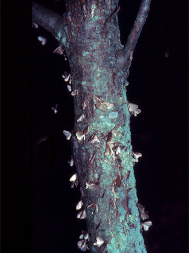 Male winter moths landing on a tree trunk. (Photo: D. Swanson/UMass Extension)