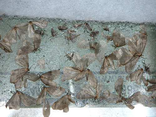 A close up view of both winged male and wingless female adult winter moth. (Photo: R. Childs/Umass Extension)