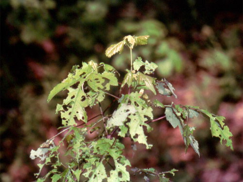 Feeding injury to a maple caused by the winter moth. Much of this injury occurred while the leaves were still within the bud. (Photo: R. Childs/UMass Extension)