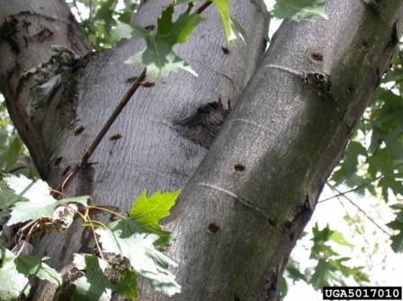 A maple tree with visible Asian Longhorned Beetle Damage (image from bugwood.org).