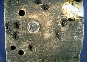 A typical round exit hole of the adult Asian Longhorned Beetle (image from extension.umass.edu).