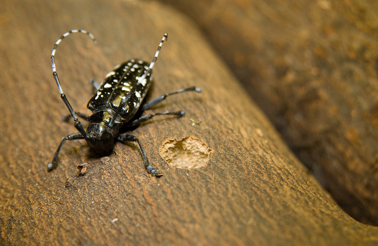 Adult Asian longhorned beetle (ALB) shown on maple, chewing an egg site (image from aphis.usda.gov)