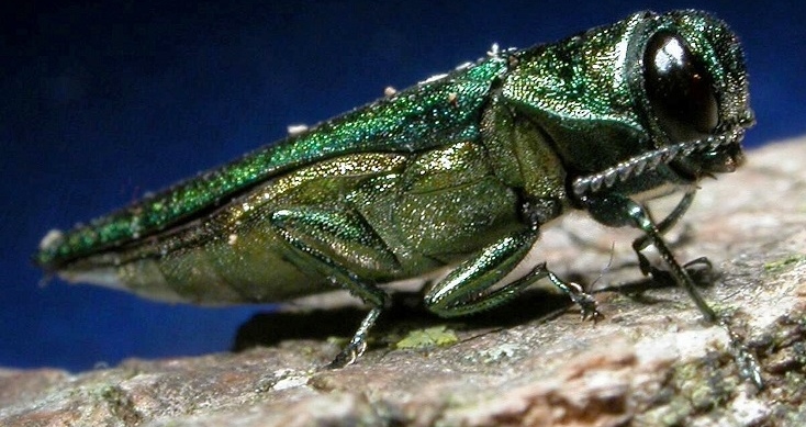 A close up emerald-green metallic beetle, Emerald Ash Borer (image: bugwood.org)