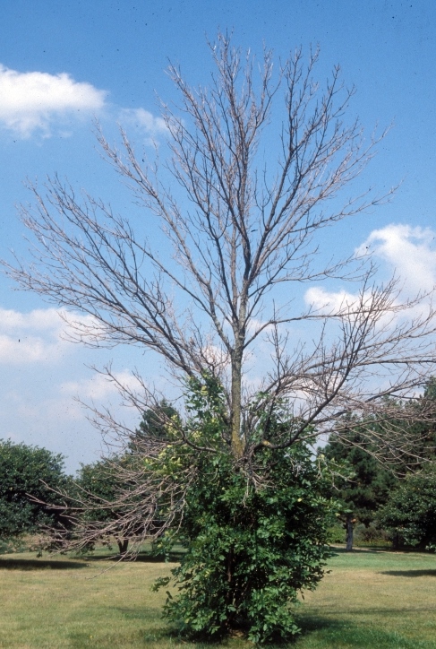 EAB causes upper dieback and trunk sprouting (image: bugwood.org)
