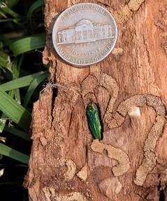 The emerald ash borer is smaller than a nickel (forestryimages.org)